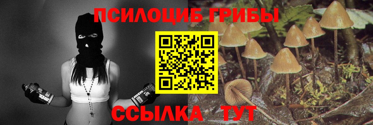 Электрогорск  Псилоцибиновые грибы Psilocybine cubensis  Вход с VPN 